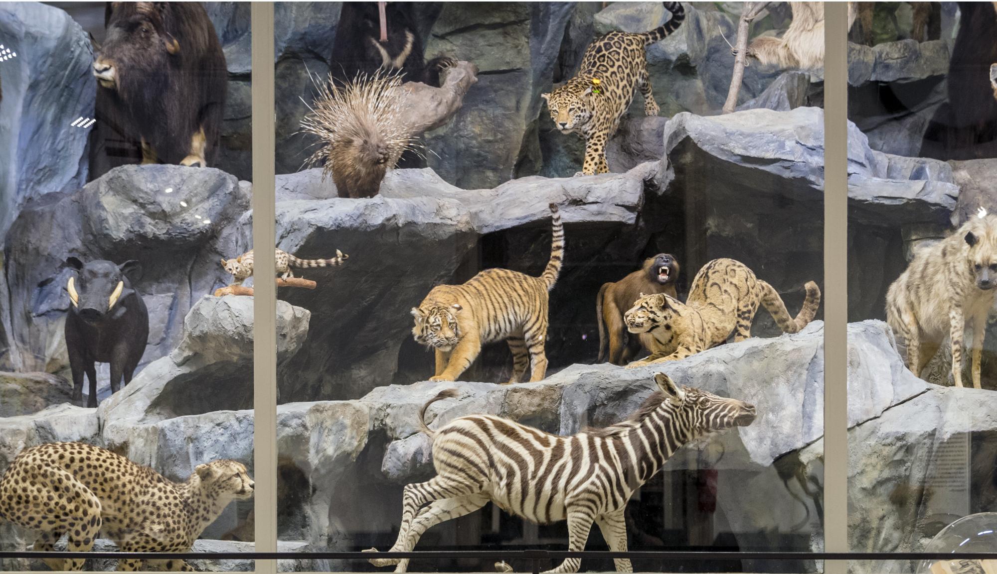 Musée d'histoire naturelle