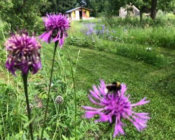 Les complicités colorées : fleurs & insectes