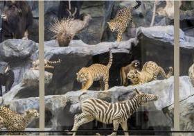 Musée d'histoire naturelle