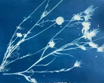 Atelier cyanotype