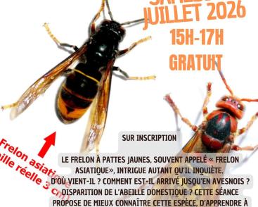Le Frelon à pattes jaunes