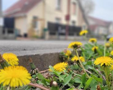 Balade et relevé de la faune et de la flore