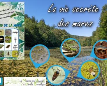 La vie secrète des mares