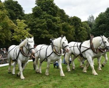 Les amis du cheval