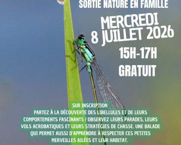 Le ballet des libellules